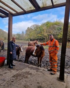 Coeden Bywyd Horse Project